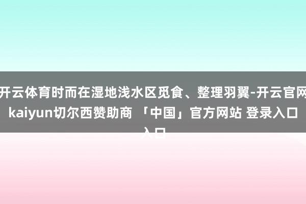 开云体育时而在湿地浅水区觅食、整理羽翼-开云官网kaiyun切尔西赞助商 「中国」官方网站 登录入口